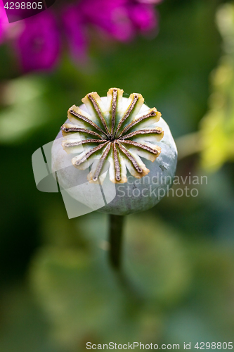 Image of Poppy Seed Head