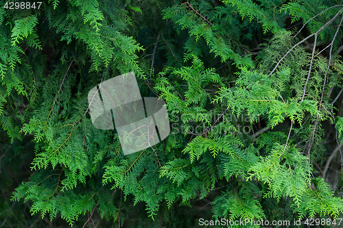 Image of Green plant tree