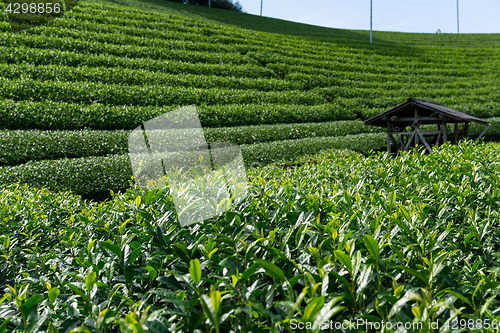 Image of Tea garden