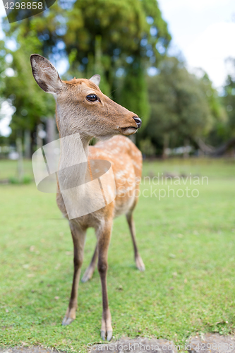 Image of Cute deer 