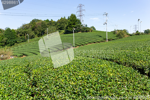 Image of Green tea tree garden