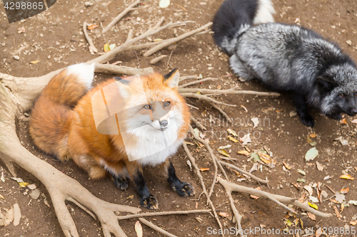 Image of Adorable red fox