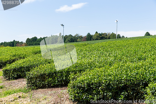 Image of Green tea farm