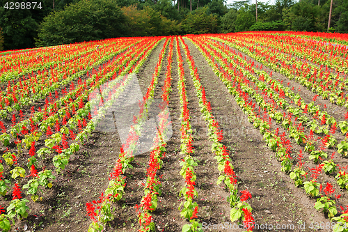 Image of Red salvia field