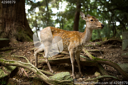 Image of White tailed deer