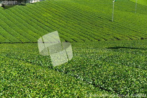 Image of Green Tea garden