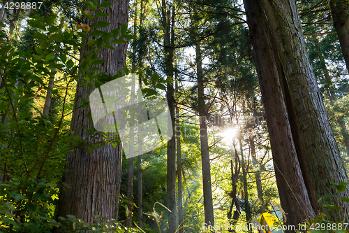 Image of Green forest