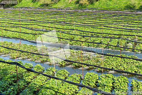 Image of Wasabi plant in farm