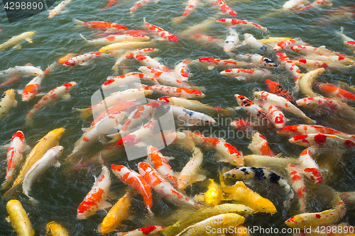 Image of Koi fish pond