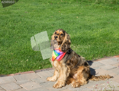 Image of Dog Wearing Pride Rainbow Scarf