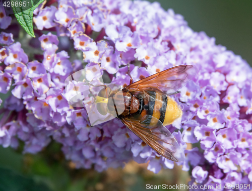 Image of Hornet Mimic Hoverfly