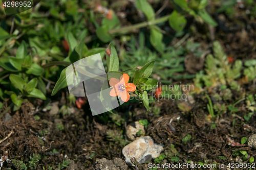 Image of Scarlet Pimpernel Wild Flower