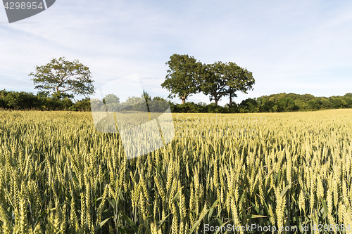 Image of Growing wheat grain in a field