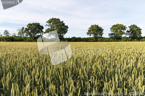 Image of Farmers field with growing grain