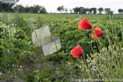 Image of Blossom poppies by a farmers field