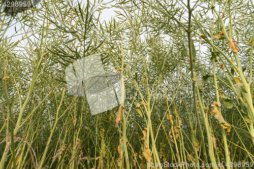 Image of Oilseed field from low angle