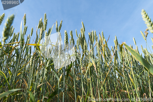 Image of Wheat field from low angle