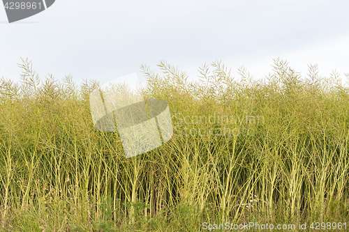 Image of Growing unripe oilseed