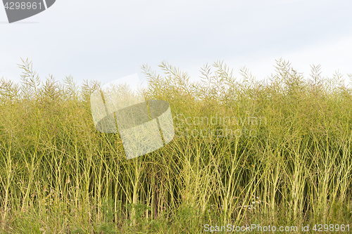 Image of Growing unripe oilseed