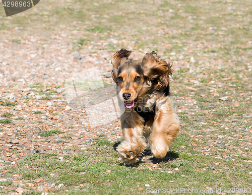 Image of English Cocker Spaniel Puppy Running