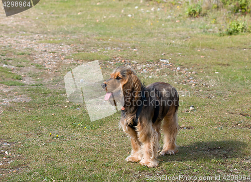 Image of English Cocker Spaniel Puppy 