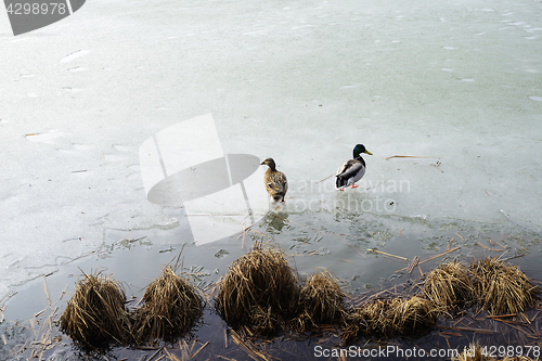 Image of two ducks on the ice of a lake