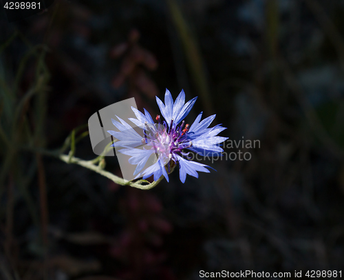 Image of Cornflower Against Dark Background