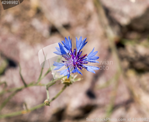 Image of Cornflower Against Light Background