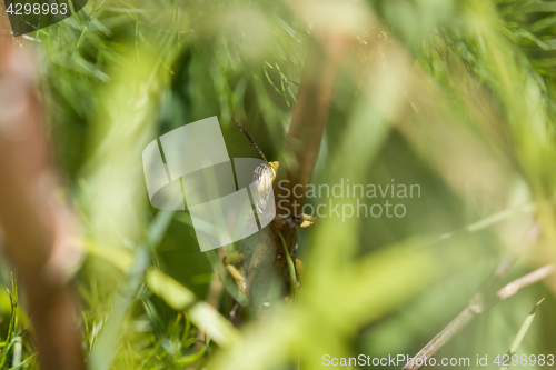 Image of Egyptian Locust Peeping