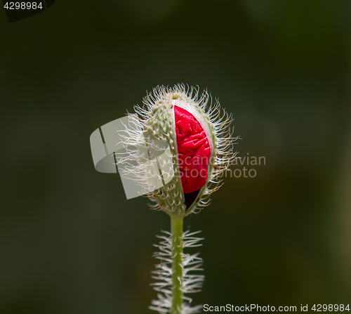 Image of Field Poppy Flower Bud