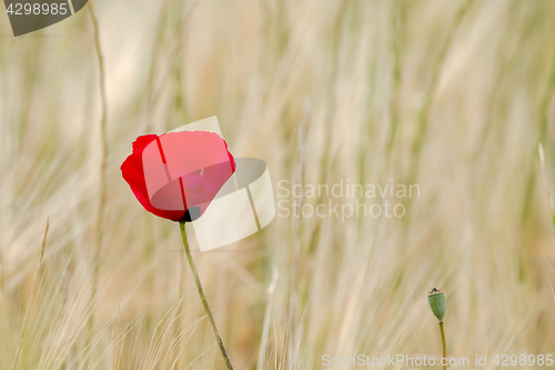 Image of Field Poppy against Light Background