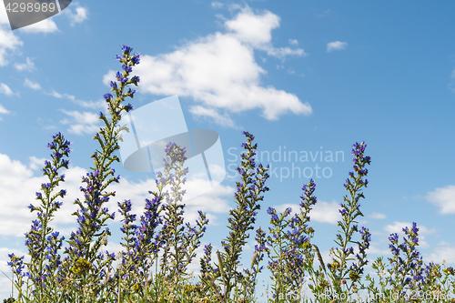 Image of Summer flowers by a blue sky