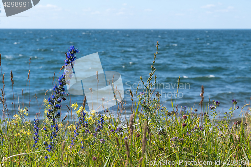 Image of Colorful coastline closeup