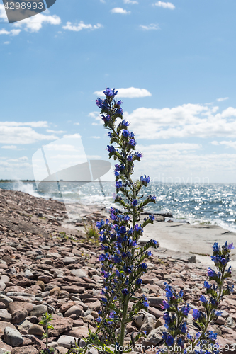 Image of Blueweed summer flowers