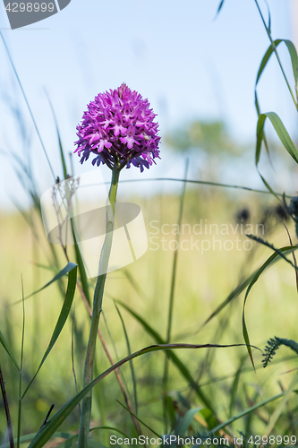 Image of Blossom flower from grass roots level