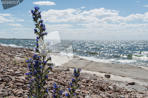 Image of Blueweed flower by a flat rock coast