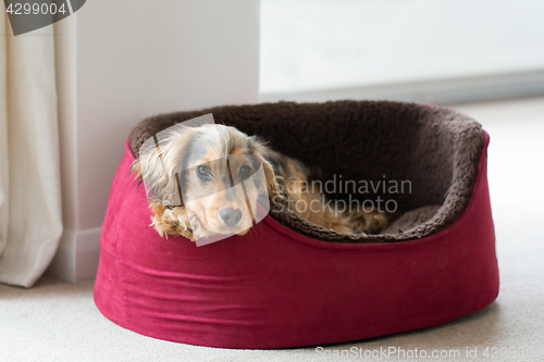 Image of English Cocker Spaniel in Dog Bed