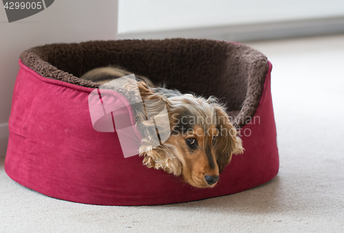 Image of English Cocker Spaniel Lying in Dog Bed