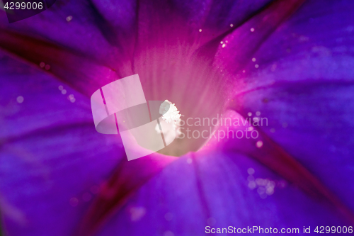 Image of White Stamens of Morning Glory