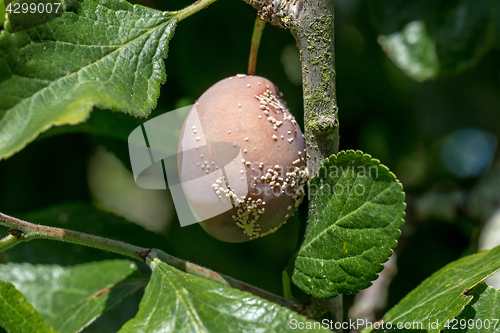 Image of Victoria Plum with Brown Rot 