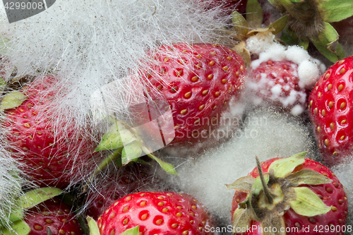 Image of Strawberries Rotting with Fungus