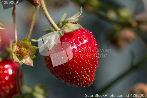 Image of Strawberries Ripe in Sun