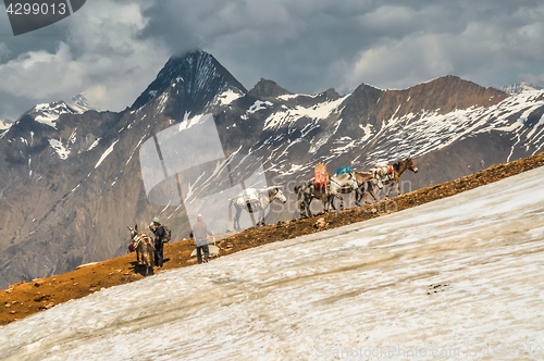 Image of Donkeys in hills in Nepal