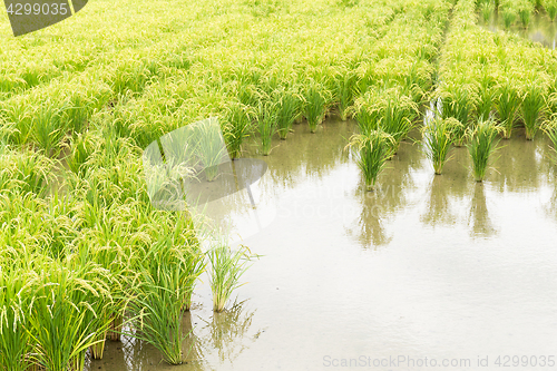 Image of Paddy field