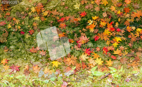 Image of Maple tree on the floor