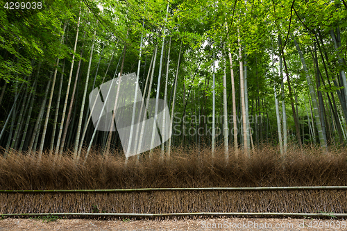 Image of Bamboo forest 