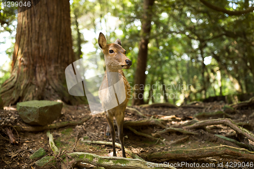 Image of Wild deer at outdoor