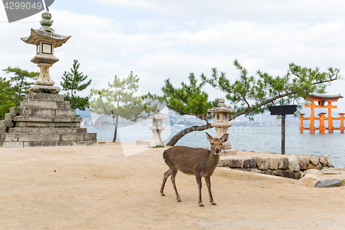 Image of Itsukushima shine and deer