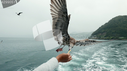 Image of Feeding seagull