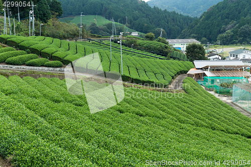 Image of Green tea farm in Japan